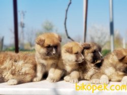 MÜKEMMEL KALITEDE JAPON AKİTA İNU 2