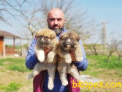 YAVRU JAPON AKİTA İNU 5