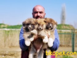 YAVRU JAPON AKİTA İNU 3