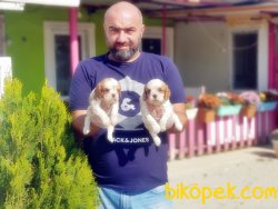 YAVRU KİNG CHARLES 4