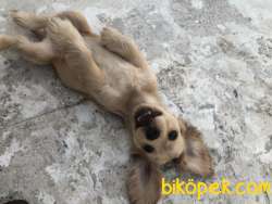 Yavru Köpeğimize Yeni Yuva Arıyoruz 5