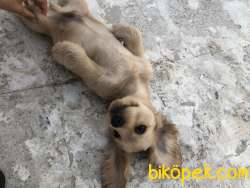 Yavru Köpeğimize Yeni Yuva Arıyoruz 1