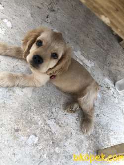 Yavru Köpeğimize Yeni Yuva Arıyoruz 3