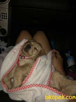 Yavru Köpeğimize Yeni Yuva Arıyoruz 2