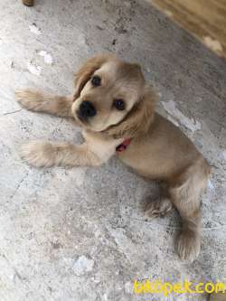 Yavru Köpeğimize Yeni Yuva Arıyoruz 4