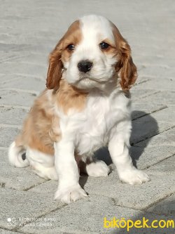 Yavru Köpek 1