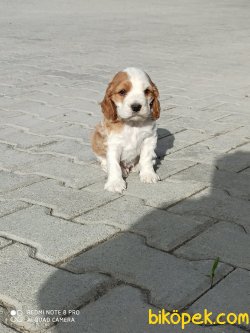 Yavru Köpek 2