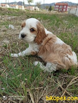 Yavru Köpek 3