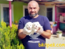 YAVRU MALTESE TERRİER 2