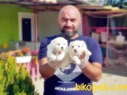 YAVRU MALTESE TERRİER 4