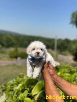 YAVRU MALTESE TERRİER 3