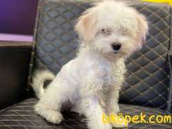 YAVRU MALTESE TERRİER 1