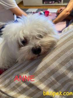 Yavru Maltese Terrier 4