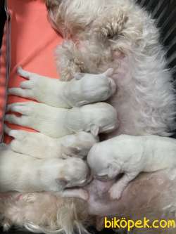 Yavru Maltese Terrier 1