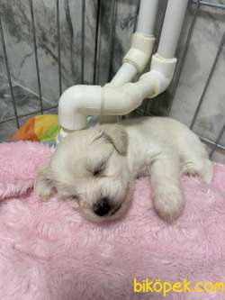 Yavru Maltese Terrier 3