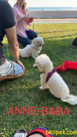Yavru Maltese Terrier 5