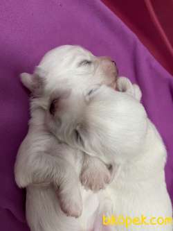 Yavru Maltese Terrier 2