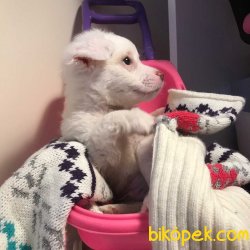 Yavru Maltipoo 2
