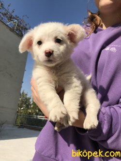Yavru Maltipoo 1