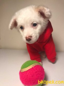 Yavru Maltipoo 3
