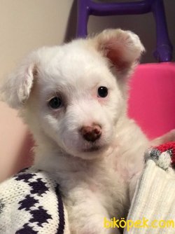 Yavru Maltipoo 4