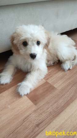 Yavru Maltipoo 2