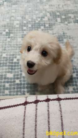 Yavru Maltipoo 5