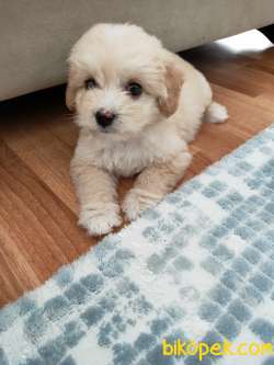 Yavru Maltipoo 3