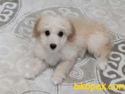 Yavru Maltipoo 1