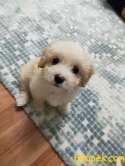 Yavru Maltipoo 4