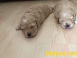 Yavru Maltipoo 1