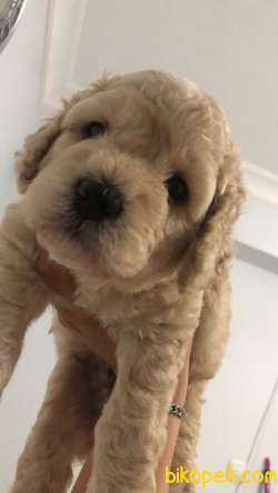 Yavru Maltipoo 2
