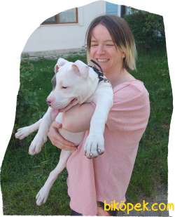 Yavru, Oyuncu Amerikan Bully Cinsi Kızımız 3