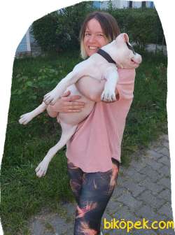 Yavru, Oyuncu Amerikan Bully Cinsi Kızımız 2