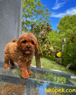YAVRU PATİLER'DEN İHTİŞAMLI ERKEK  RED TOY POODLE YAVRUSU 1