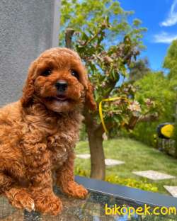 YAVRU PATİLER'DEN İHTİŞAMLI ERKEK  RED TOY POODLE YAVRUSU 3