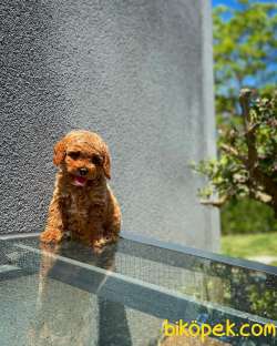 YAVRU PATİLER'DEN İHTİŞAMLI ERKEK  RED TOY POODLE YAVRUSU 4