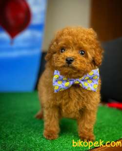 Yavru Patiler'den Muhteşem Güzellikte Toy Poodle Yavrusu 4
