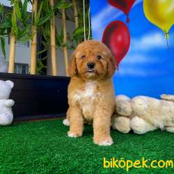 Yavru Patiler'den Muhteşem Güzellikte Toy Poodle Yavrusu 1