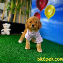 Yavru Patiler'den Muhteşem Güzellikte Toy Poodle Yavrusu 5