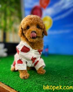 Yavru Patiler'den Muhteşem Güzellikte Toy Poodle Yavrusu 3