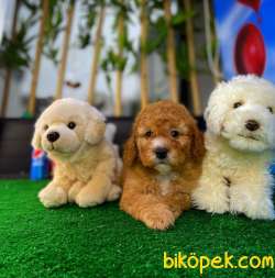 Yavru Patiler'den Muhteşem Güzellikte Toy Poodle Yavrusu 2