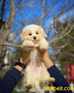 Yavru Patiler Den Pofuduk Köpek  Lara 4
