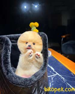 Oyuncu Karakterli Pomeranian Boo Yavrularımız 3