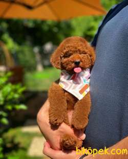 Yavru Patiler Farkı İle Red Brown Toy Poodle 1