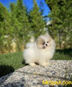 Neşe Kaynağı Pomeranian Boo Yavrularımız 2