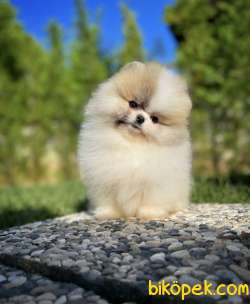 Neşe Kaynağı Pomeranian Boo Yavrularımız 4