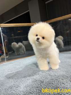 Ailenizin Vazgeçilmez Üyesi Pomeranian Yavrupatilerimiz 4