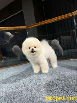 Ailenizin Vazgeçilmez Üyesi Pomeranian Yavrupatilerimiz 2
