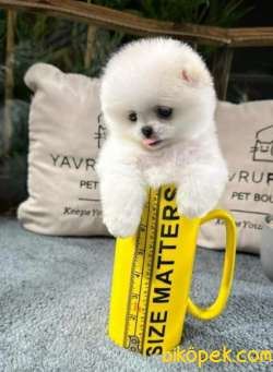 Yavru Patiler Farkı İle Türkiye De Efsane Olacak Pomeranian Bebek 4